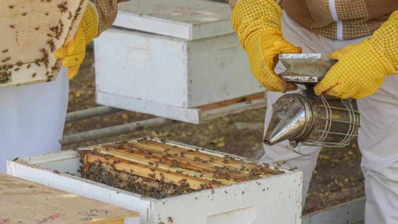 «أبوظبي للزراعة» تؤكد استمرارها في دعم تطوير سلالة النحل الإماراتي