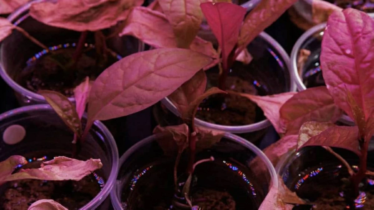 عنصر الديسبروسيوم يصدر ضوء يستمر مدة أطول من التوهج الطبيعي للنبات