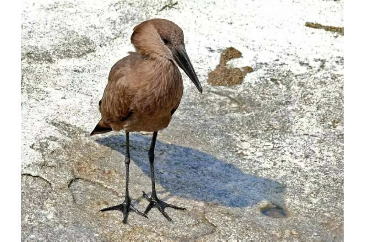 طائرة أبو مطرقة