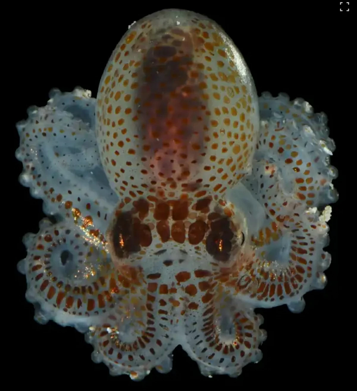  أحد الأحياء المكتشفة 