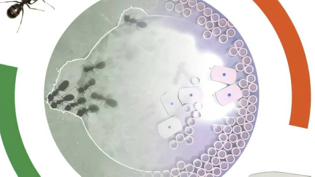 الروبوتات ( إلى اليمين) يحاكي عمل النمل الطبيعي   