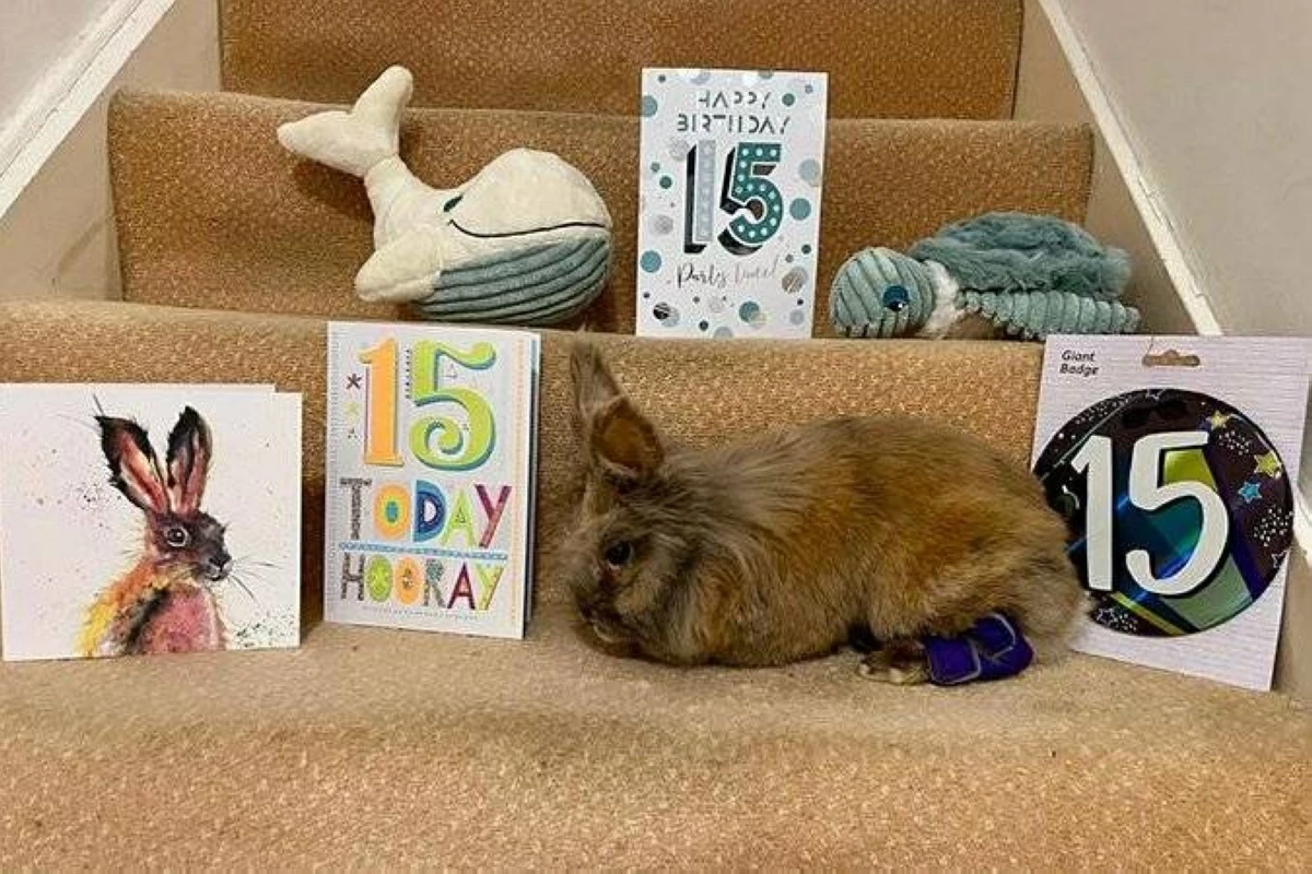 «هيربي» أكبر أرنب سناً في العالم