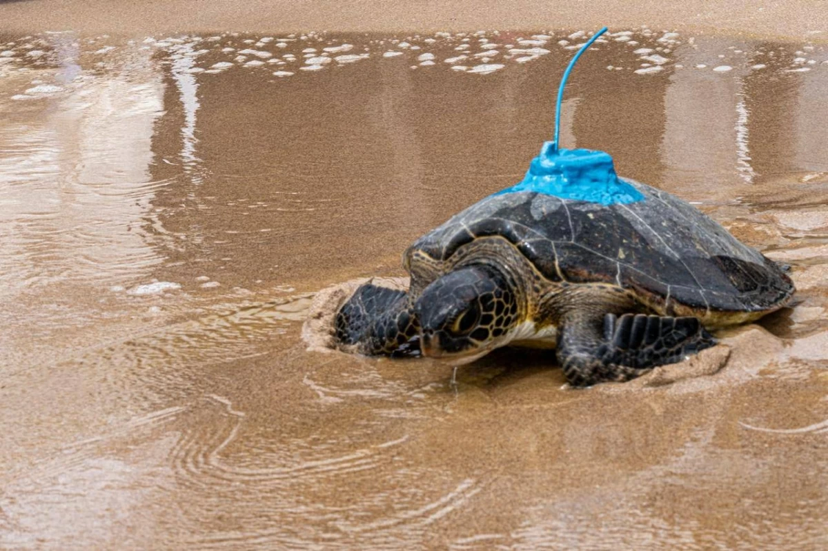 إعادة سلاحف بحرية إلى موطنها في الفجيرة