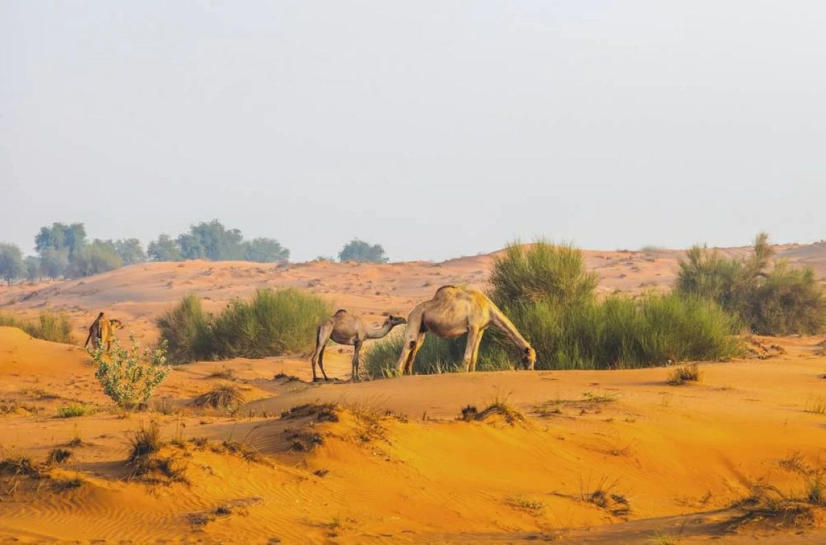 «بيئة أبوظبي»: موسم رعي الإبل يستمر حتى 15 أكتوبر