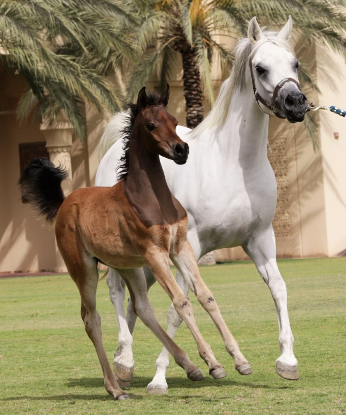 إنتاج متميز لمربط دبي