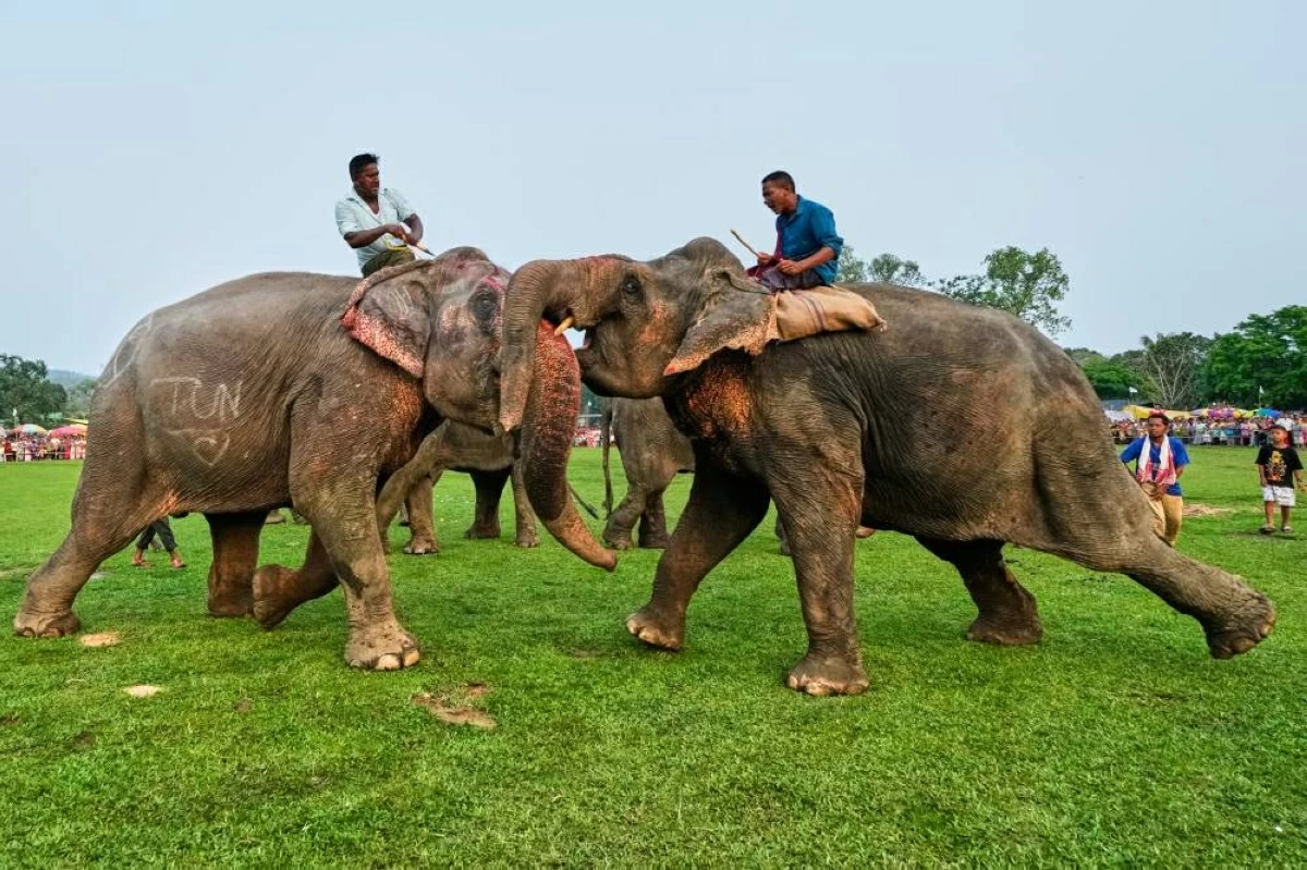 سباقات الأفيال ومصارعتها (أ.ب) 