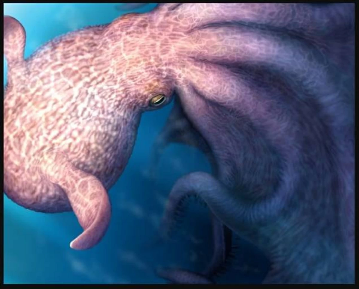 قدر الباحثون حجم الأخطبوط استناداً إلى نسب حديثة بين الفك والجسم في الأخطبوطات ليصل إلى 19 متراً 