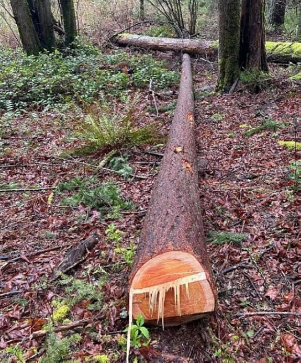 أشجار مقطوعة