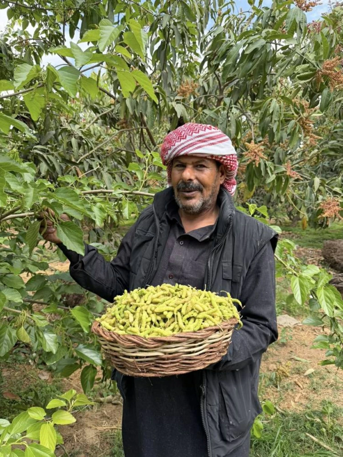 قرية صرد.. مملكة التوت في مصر