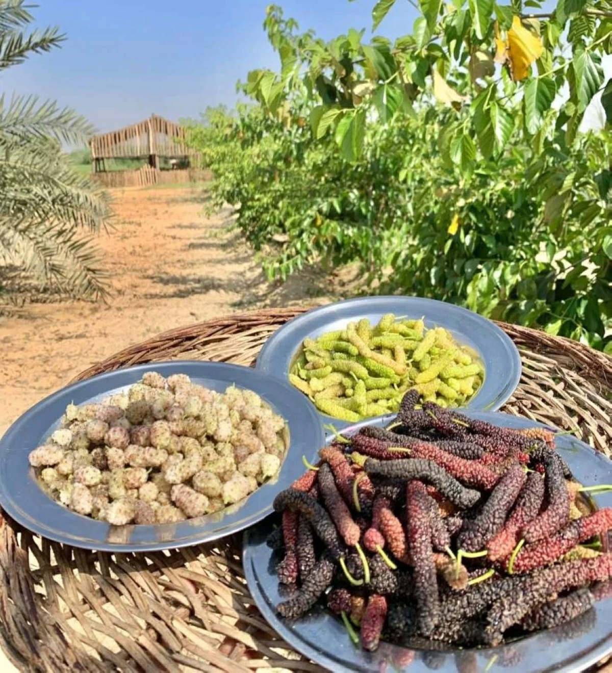 قرية صرد.. مملكة التوت في مصر