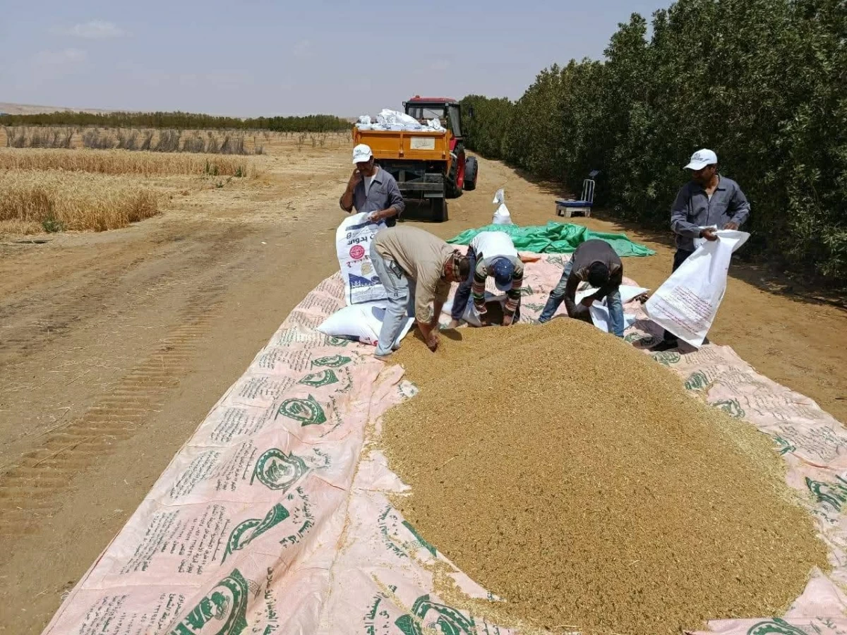 لأول مرة.. مصر تزرع القمح بالمياه المالحة #صحيفة_الخليج 