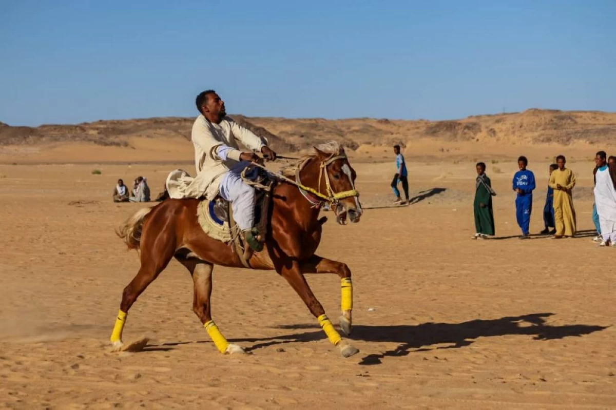 الخيول المصرية تعود الى الاسواق العراقية