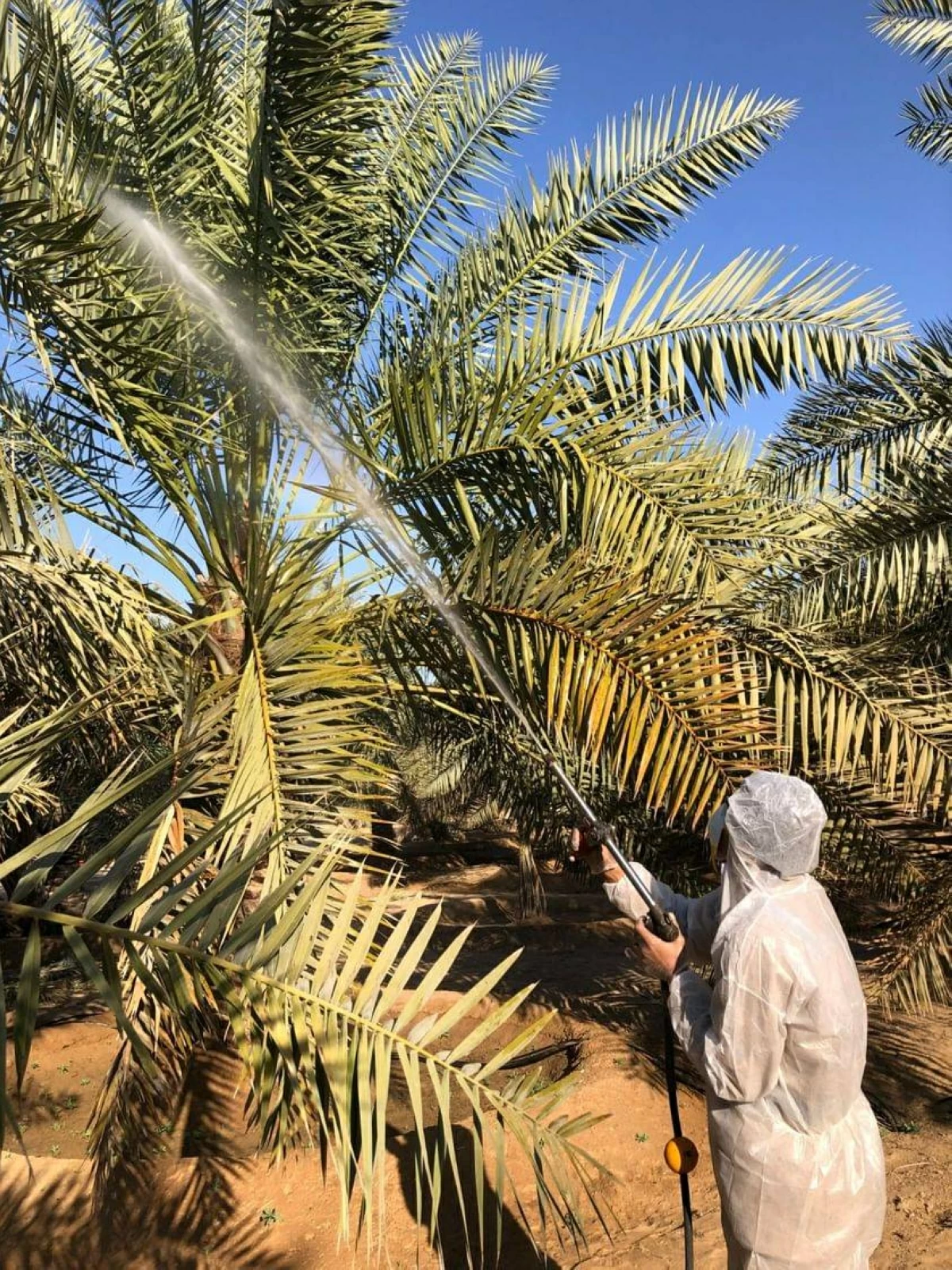 هيئة أبوظبي تؤكد التزامها بتعزيز الأمن الغذائي عبر حماية النباتات