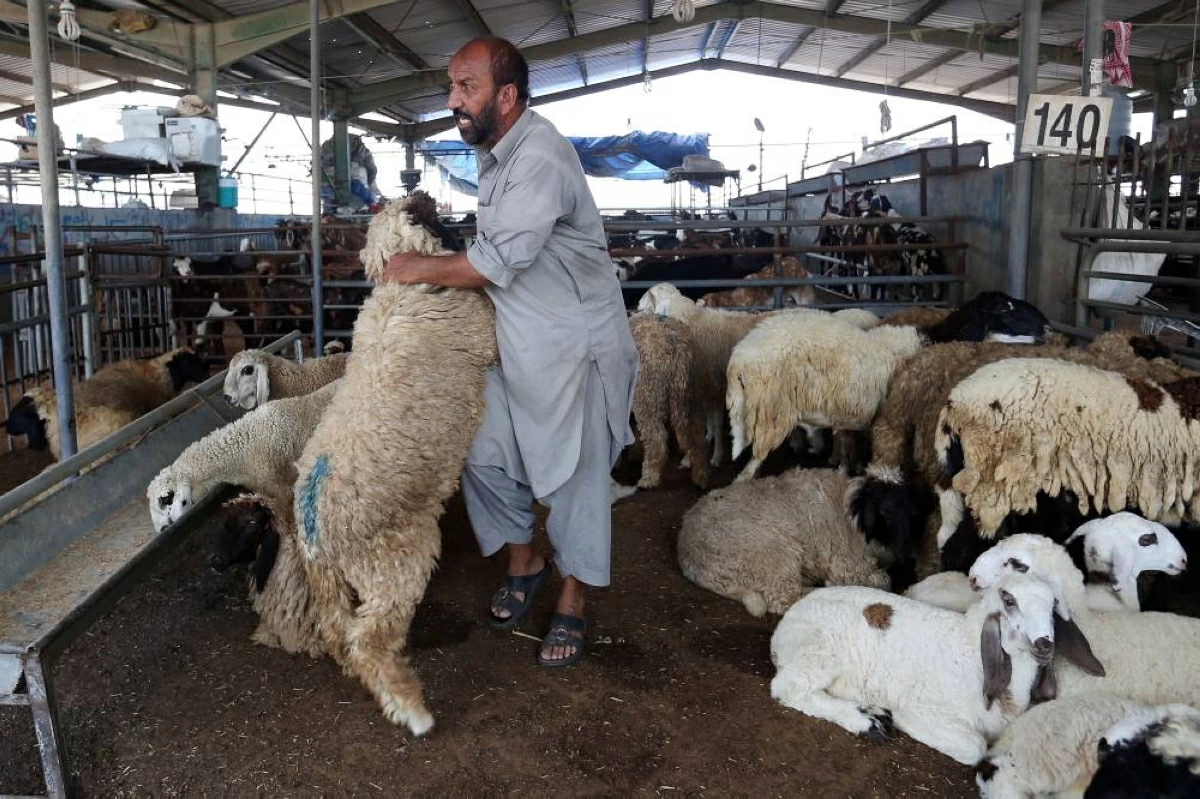 تجار مواشٍ: 80% ارتفـاع الطلب على الأضـاحي قبـيل العـيـد #صحيفة_الخليج 