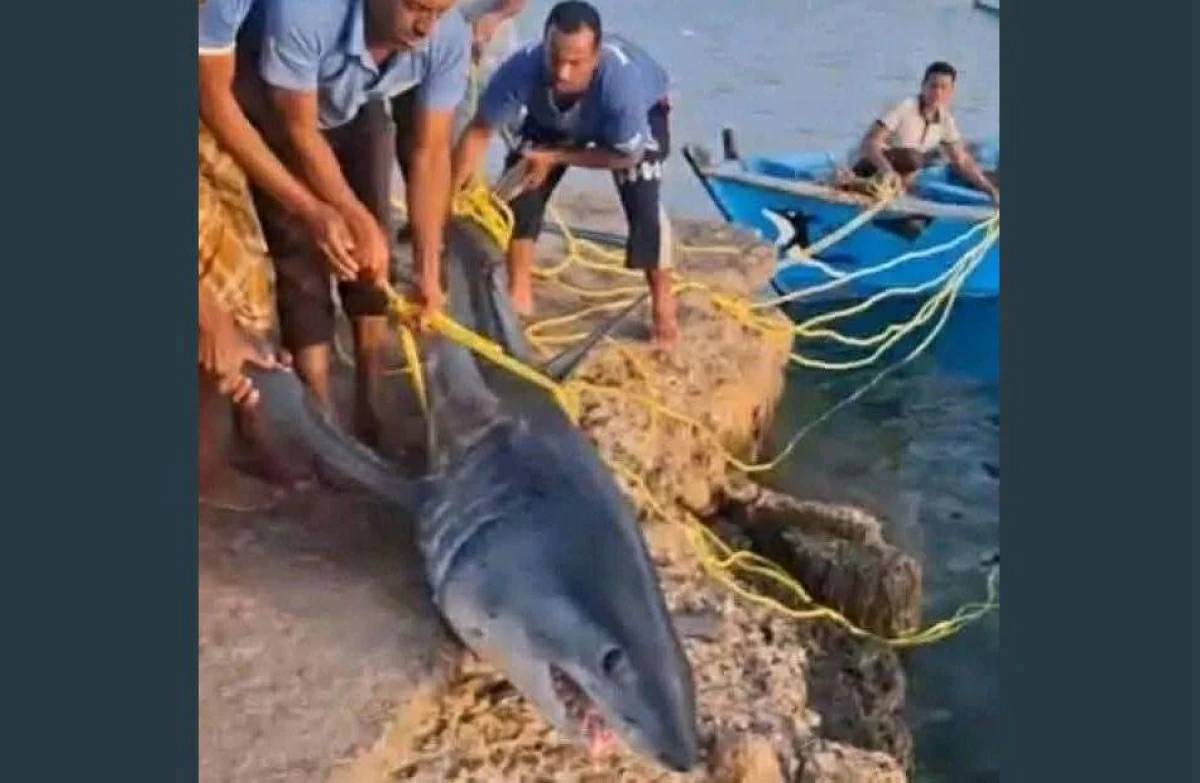 بيان رسمي يحذر من فوضى اصطياد سمكة قرش في مصر.. ماذا حدث؟