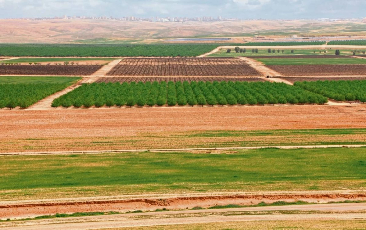 مصر تنجح بزراعة القمح في ظروف الملوحة العالية