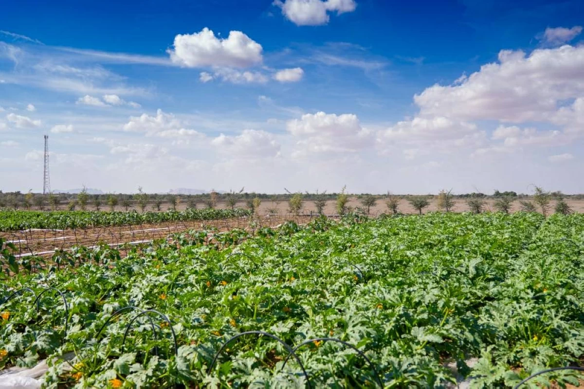 خبير دولي: تجربة الشارقة في الأمن الغذائي استثنائية إقليمياً