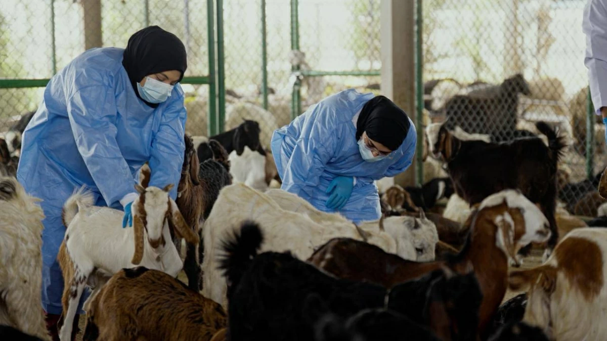 «التغير المناخي والبيئة» تعلن جاهزيتها لموسم الأضاحي