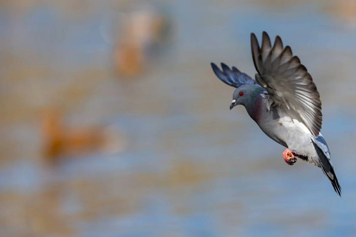 Homing pigeon's liver shows advanced navigation