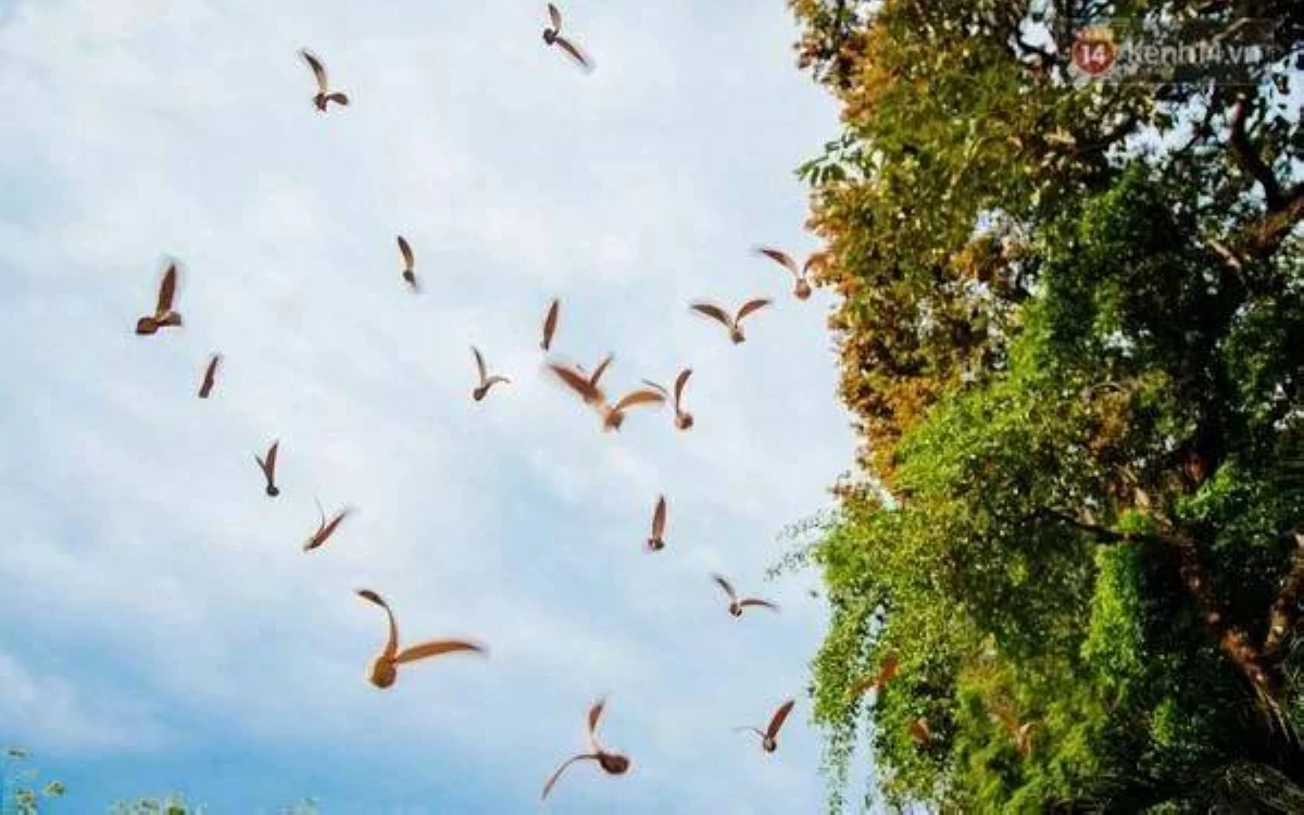 «هولونغ» شجرة تثمر «طائرات مروحية»