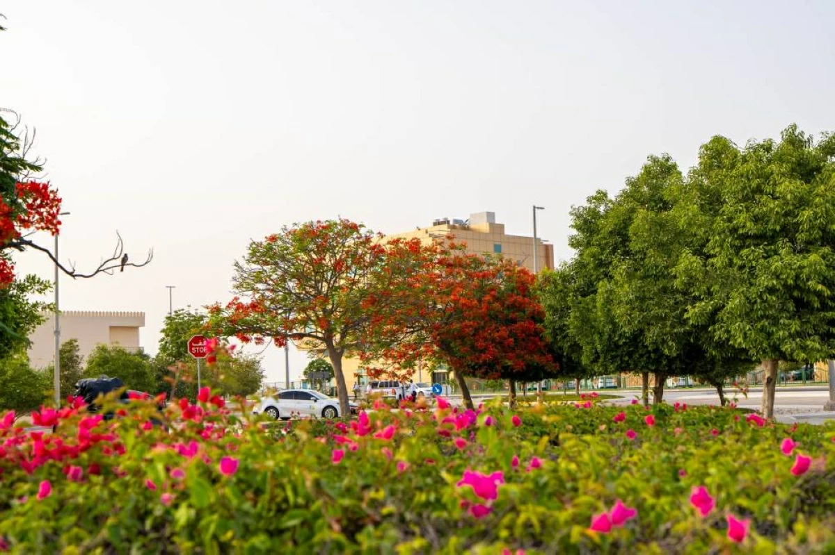1000 شجرة بونسيانا تعزز الظلال الطبيعية وتزين الظفرة