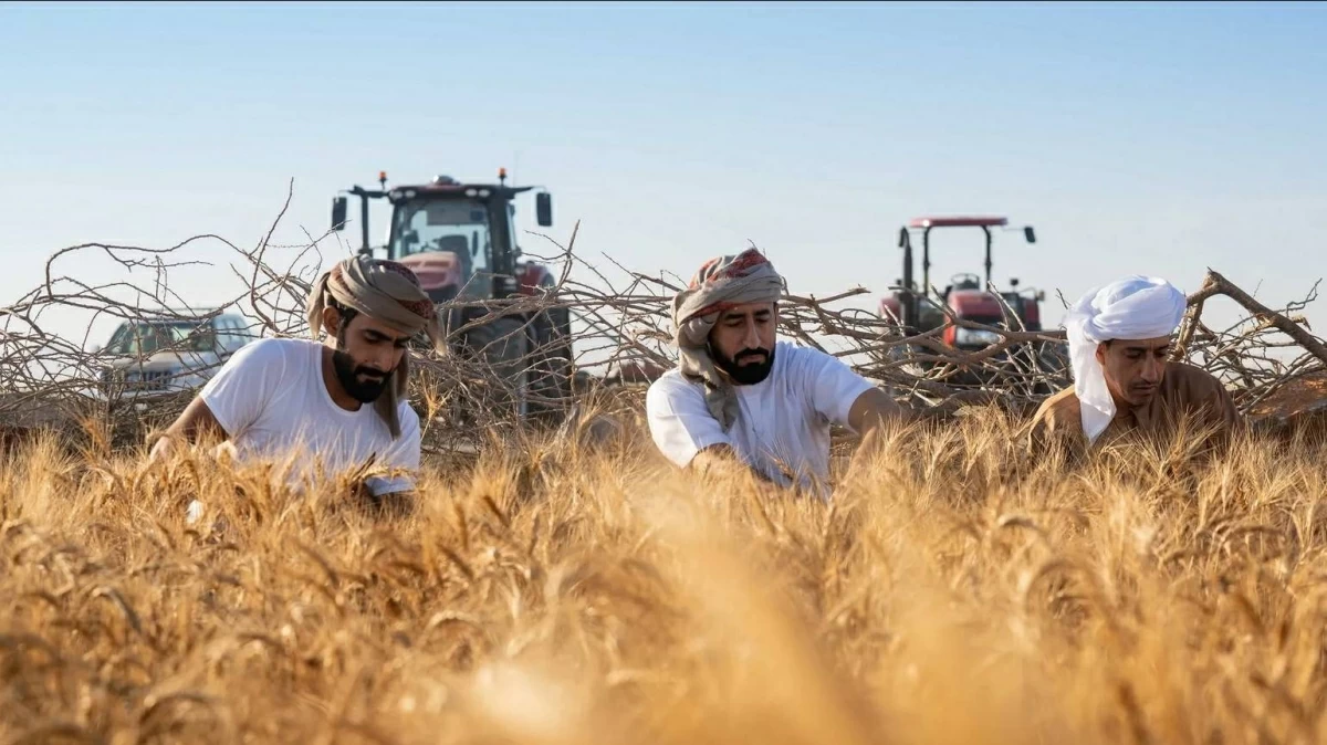 قمح الشارقة يتجاوز7 سنابل بنسبة بروتين 19.3%