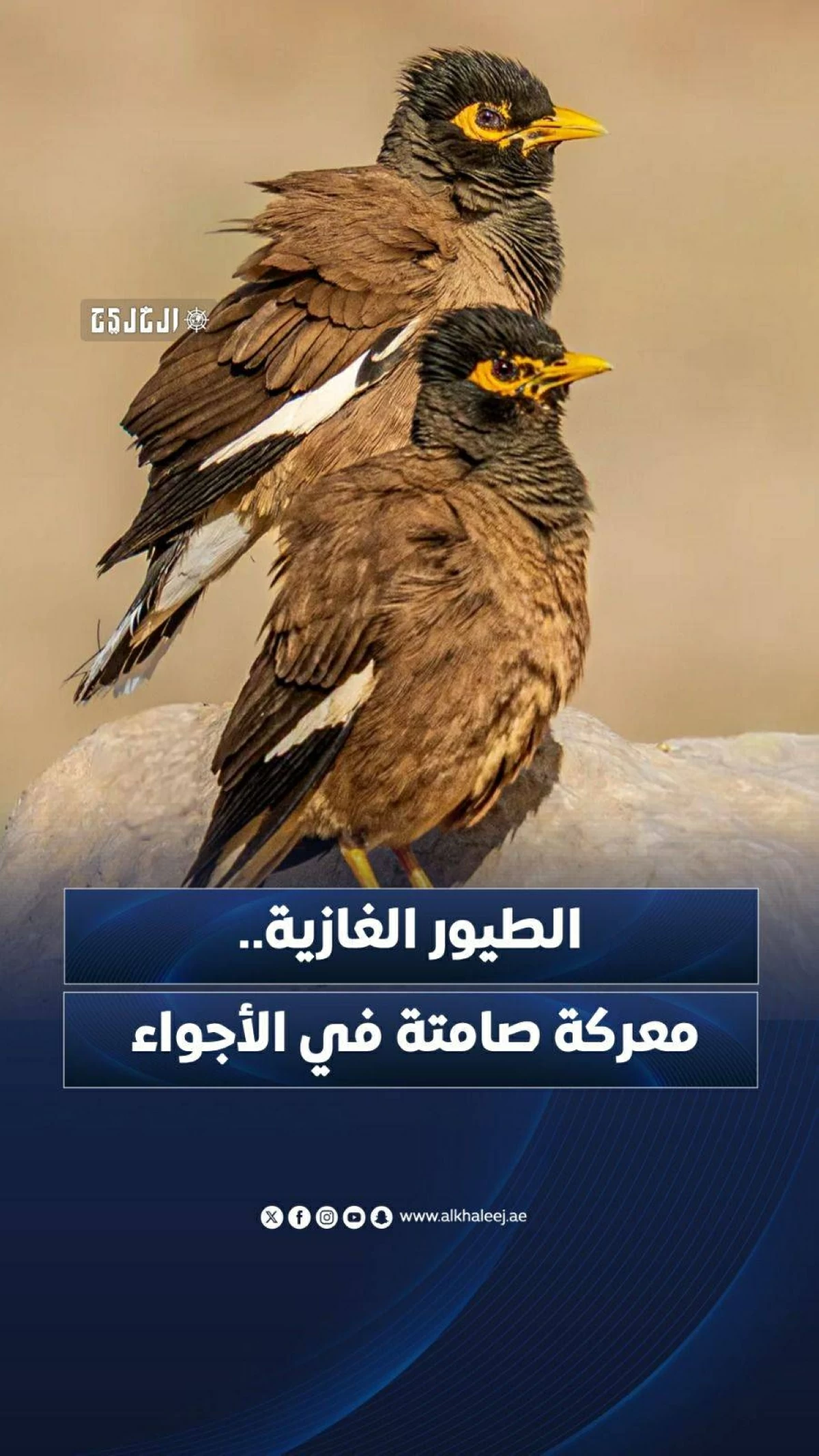 الطيور الغازية.. معركة صامتة في الأجواء
