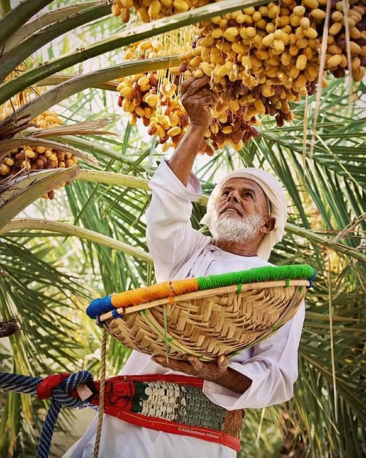 «موسم الرطب».. البشائر تزين صيف الإمارات