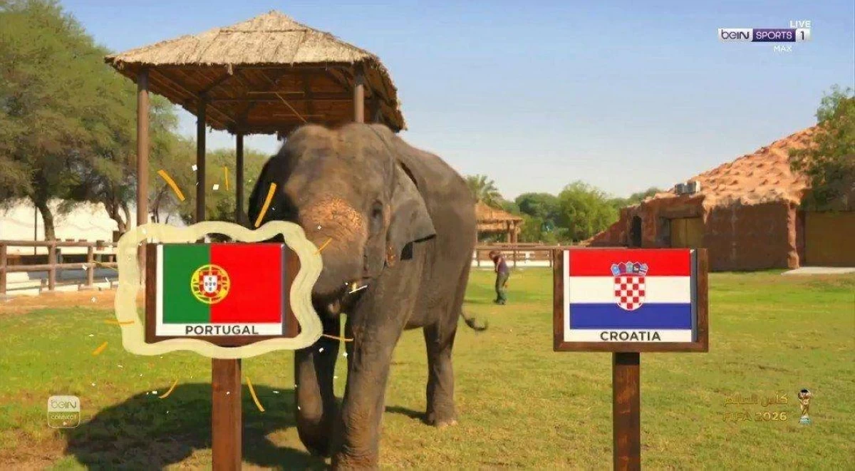 الفيل يتوقع فوز البرتغال على كرواتيا