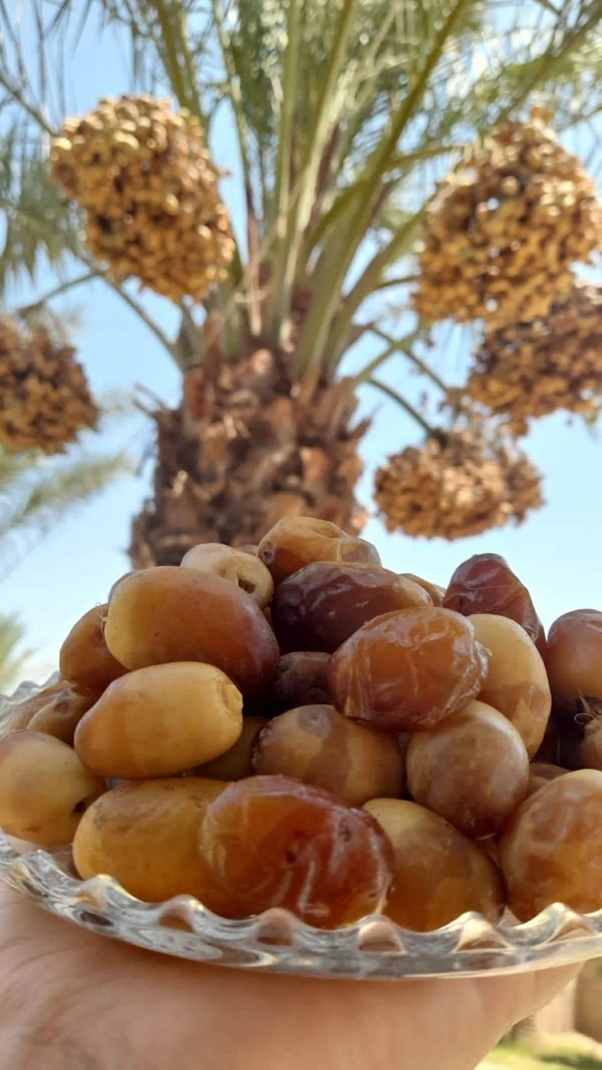 «التغير المناخي»: 150 صنفاً من التمور تنتجها الإمارات #صحيفة_الخليج 