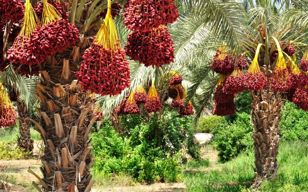 مزارع الإمارات.. خيرات محلية تزين موائد الصيف