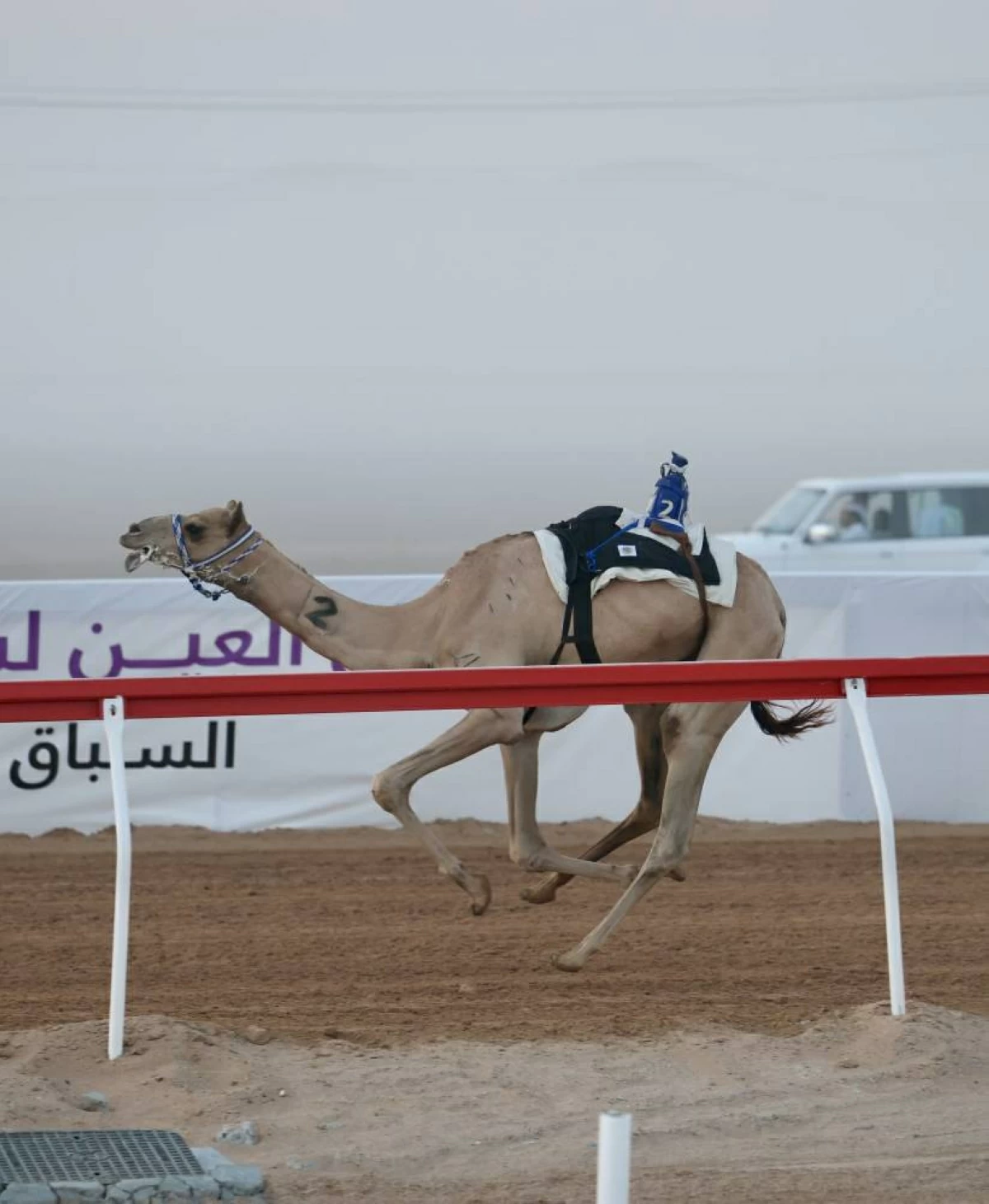 «أفعال» تتصدر منافسات اللقايا في مهرجان العين لسباقات الهجن