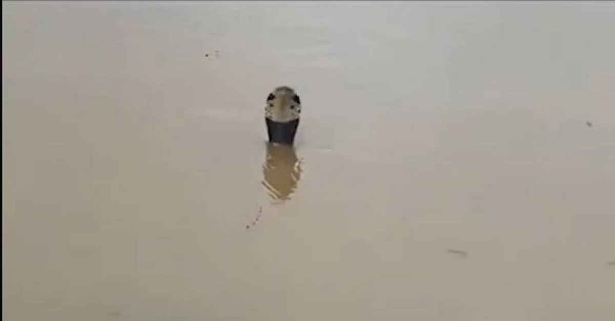 كوبرا تطل برأسها