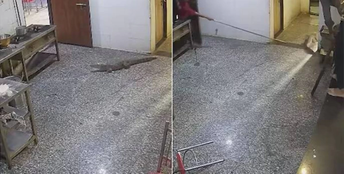 التمساح داخل مطبخ السكن