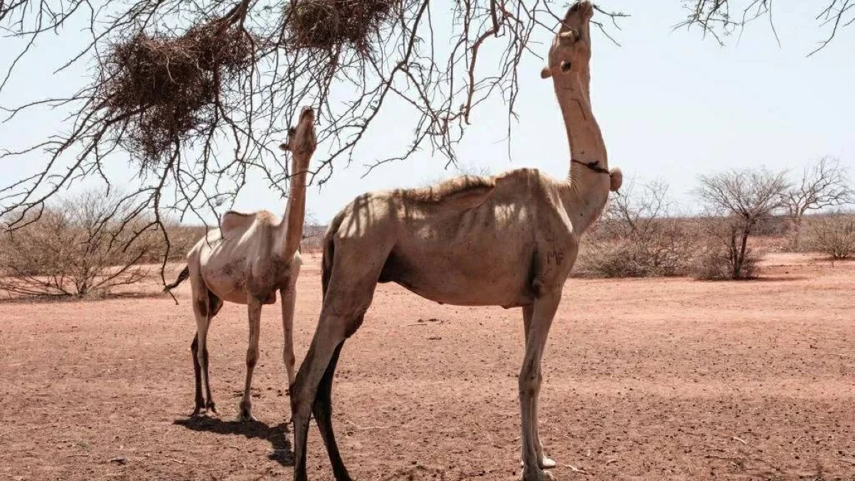 الحرارة تؤثر في الجِمال