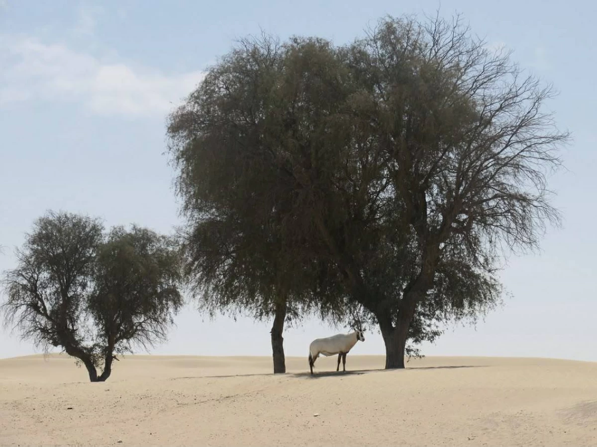محمية المرموم نموذج التعايش بين الإنسان والطبيعة