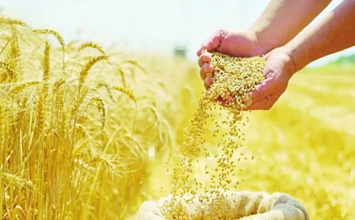 مكمل غذائي مصري مستخلص من القمح لعلاج السمنة #صحيفة_الخليج 