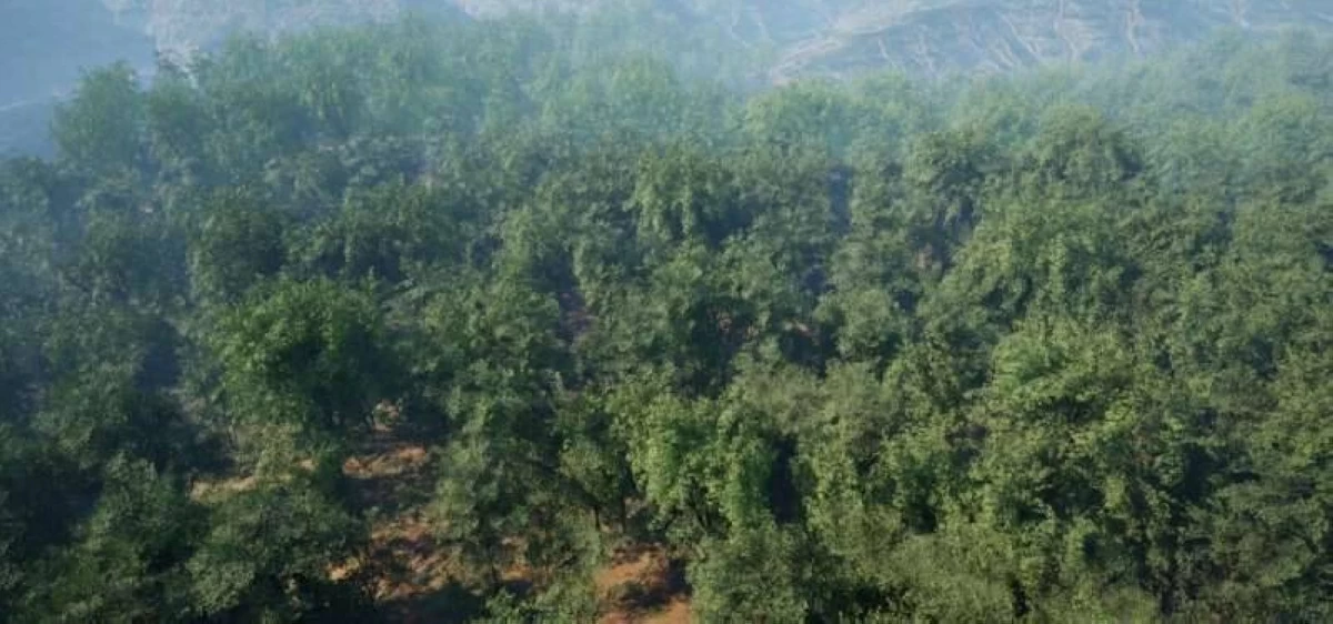 ذكاء اصطناعي يحصي أشجار الغابات بدقة