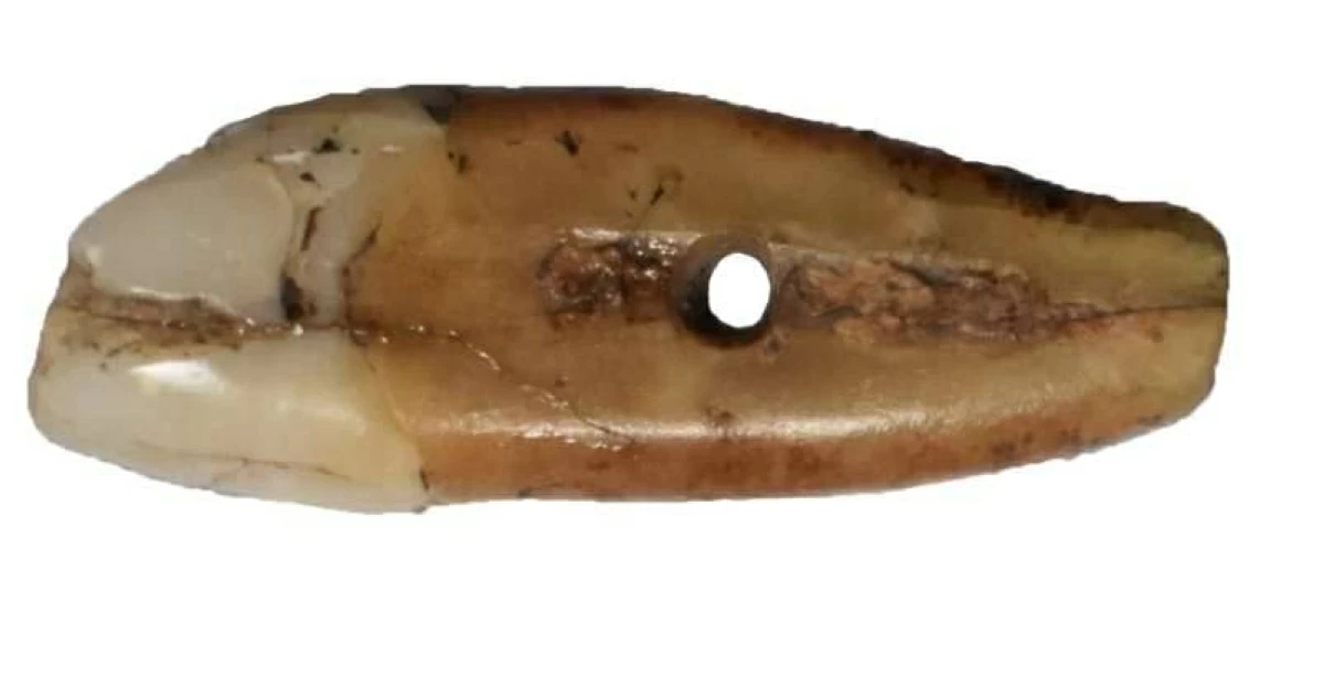 السن المكتشفة