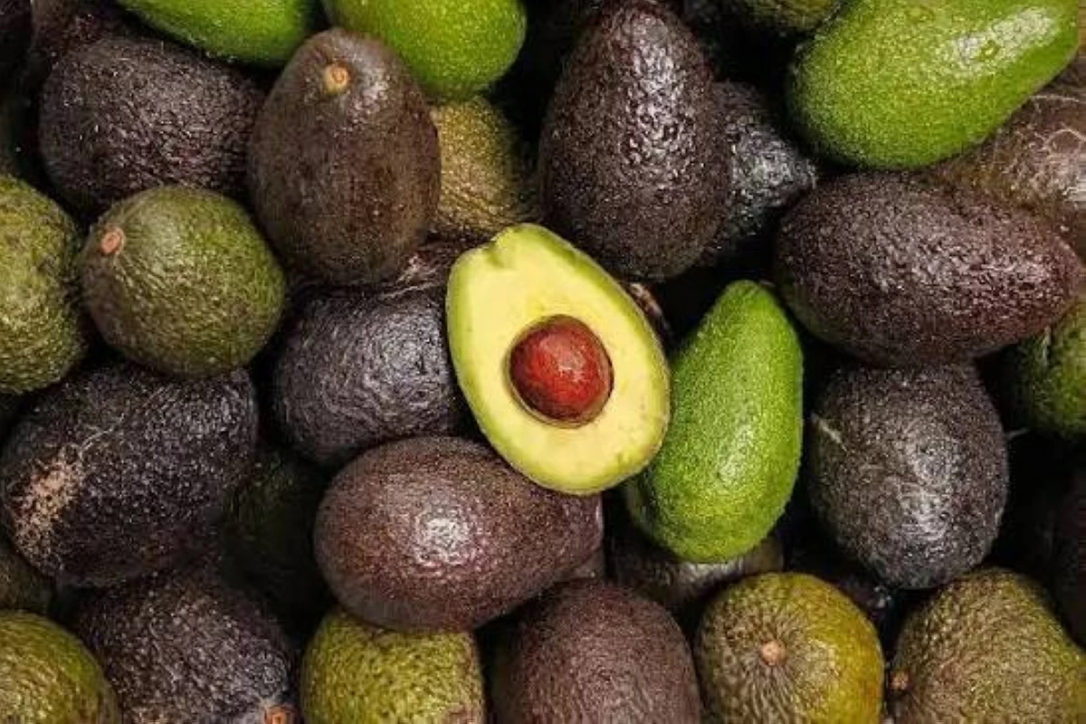 الأفوكادو.. صيدلية طبيعية تحمل أسراراً لا تعرفها
