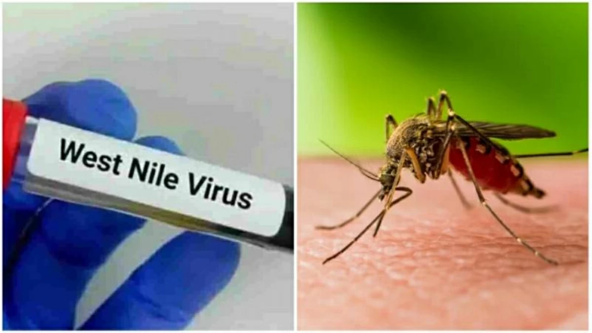 هولندا تسجل 9 إصابات بفيروس غرب النيل