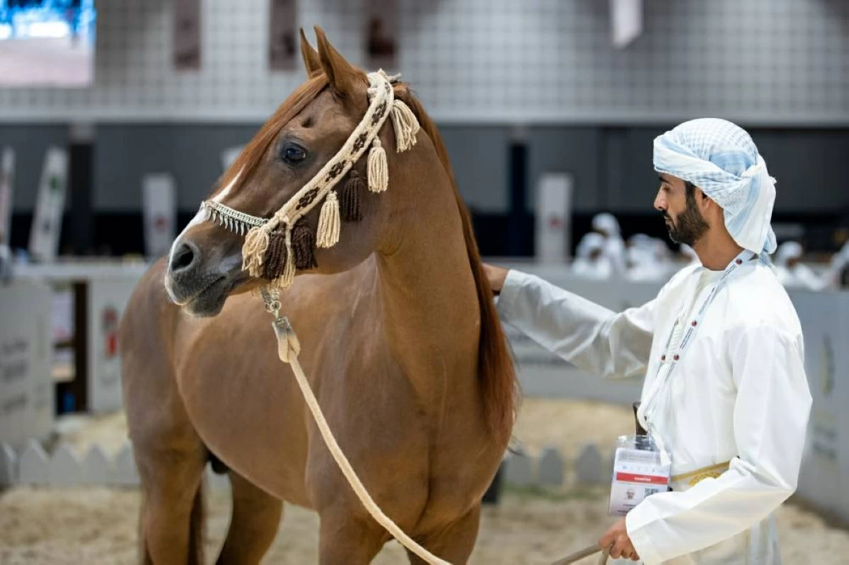 عروض الفروسية والخيول العربية الأصيلة تثري فعاليات «أبوظبي للصيد»