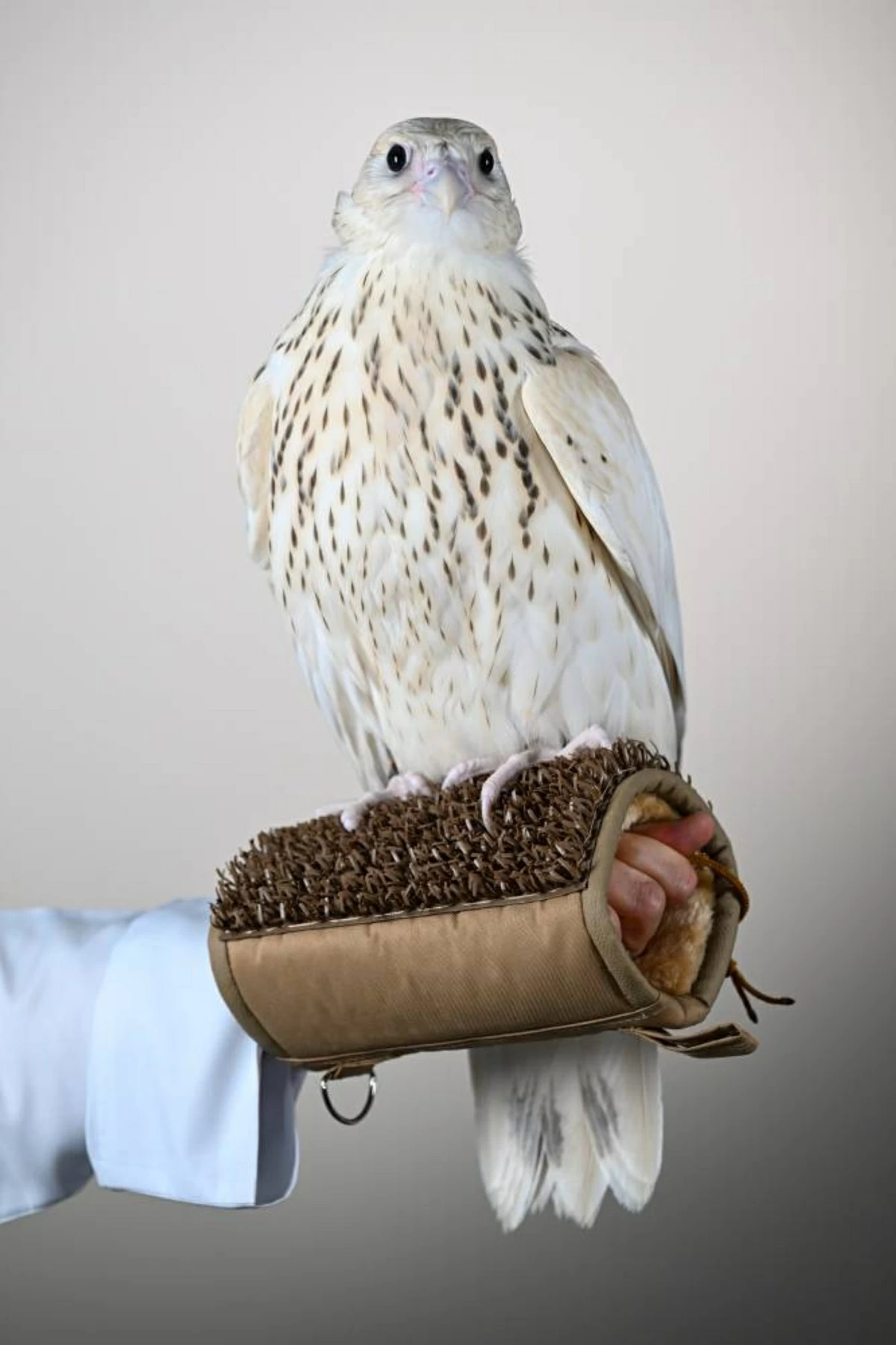 الصقر