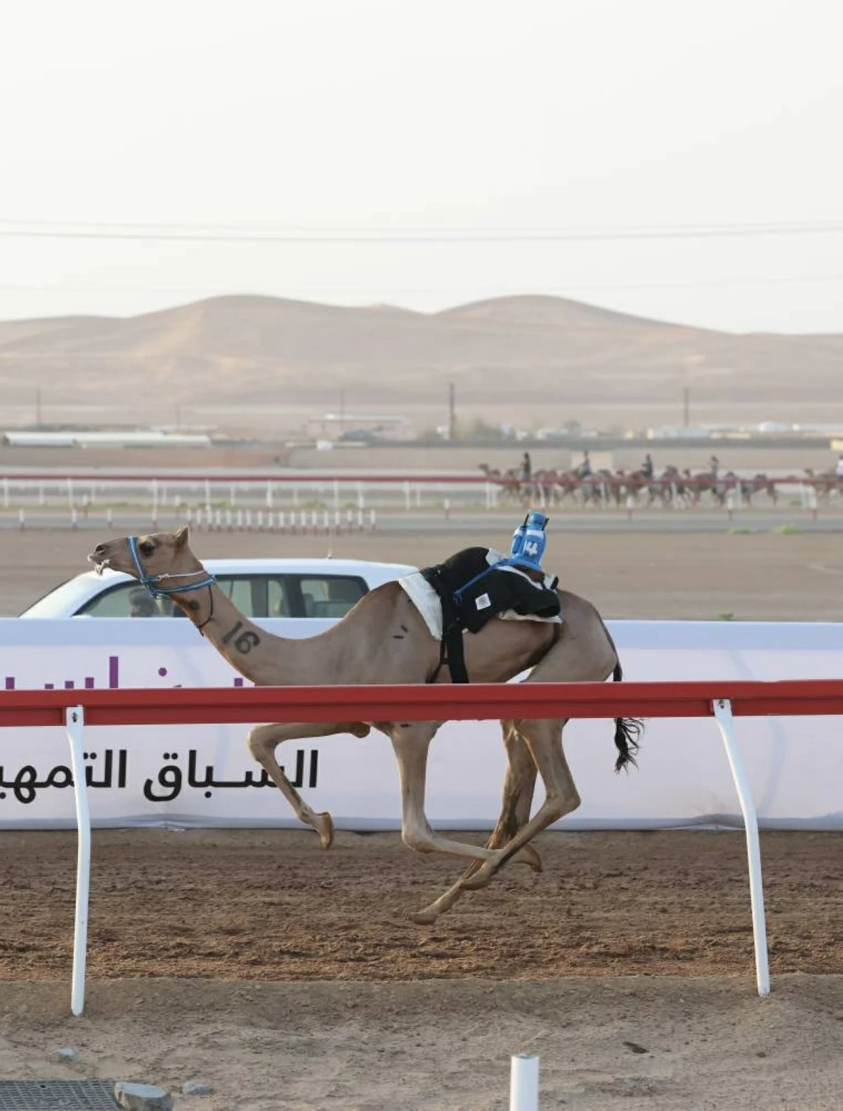 «الهدة» تفوز بلقب اللقايا في مهرجان العين للهجن