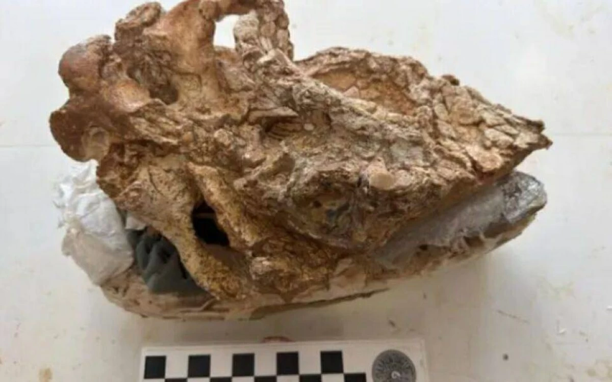 الجمجمة