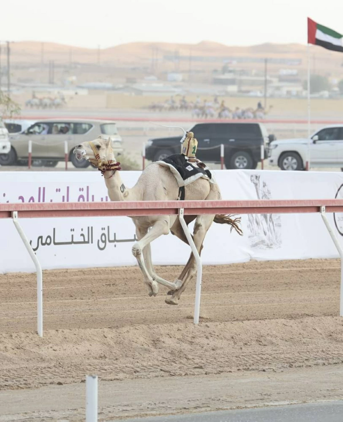 «ود» تحصد «الكأس» و«السريع» يحرز «البندقية» في «الثنايا» بمهرجان العين