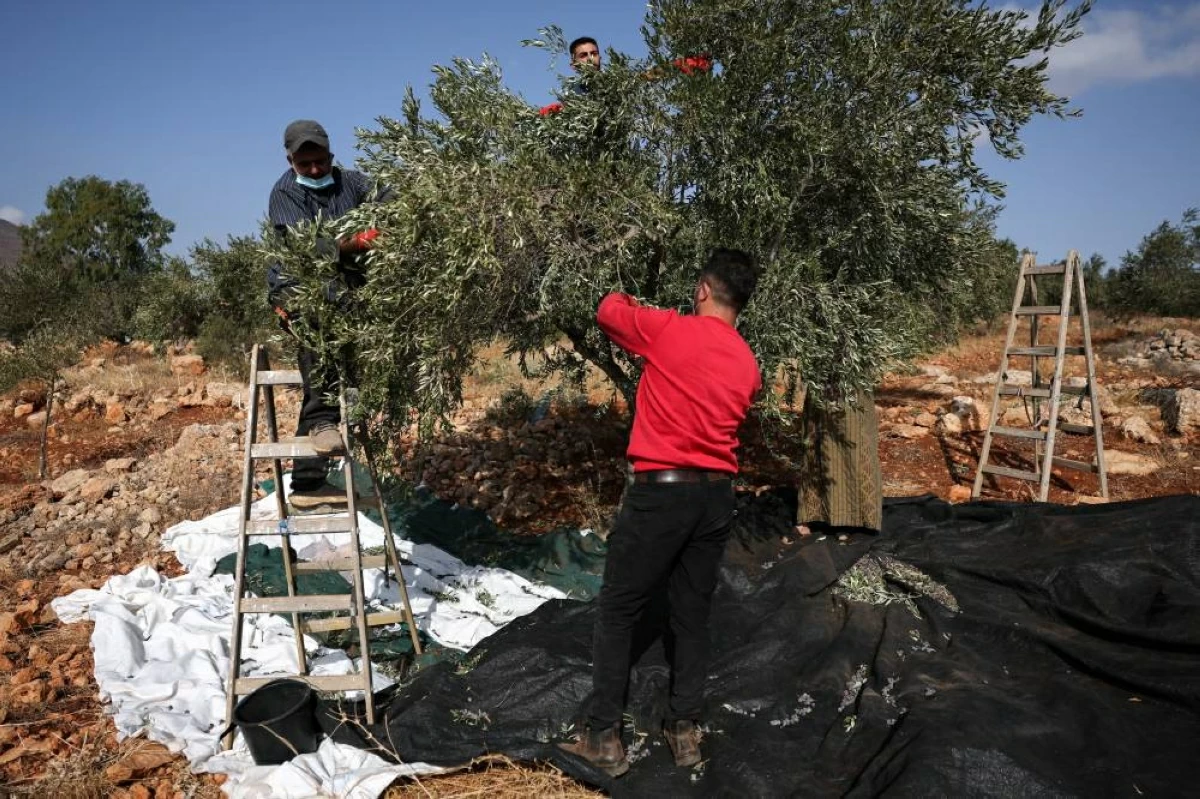 فلسطينيون يقطفون الزيتون في قرية بيت فوريك قرب نابلس (رويترز)