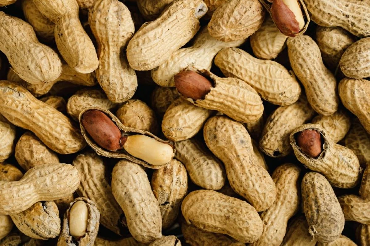 الفول السوداني يحسّن استجابة دماغ كبار السن للأنسولين