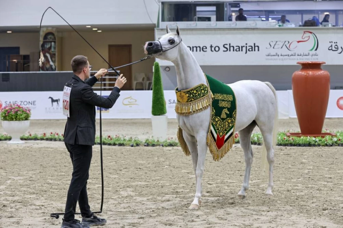 مهرجان الشارقة للجواد العربي ينطلق الأحد