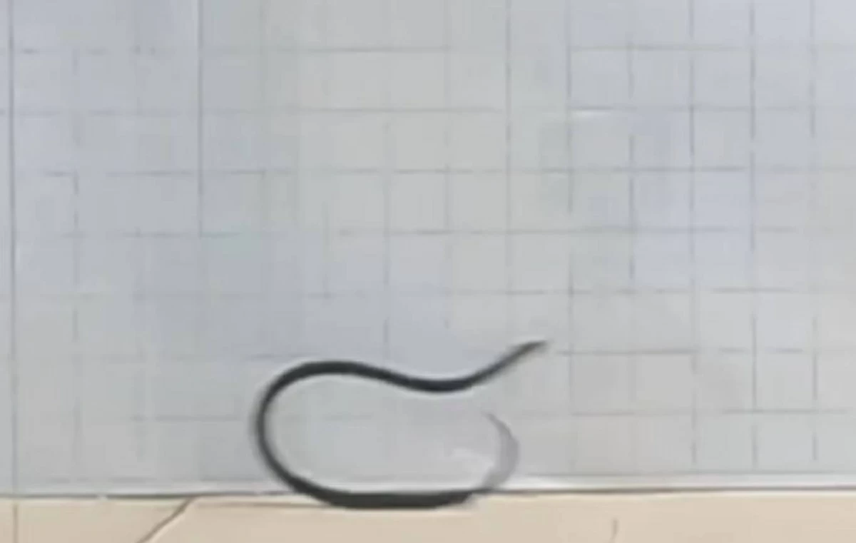 الثعبان وهو يتحرك